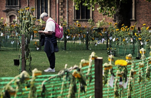 FLORAL TRIBUTE: The sunflowers are tended and admired at Stockton Parish Gardens