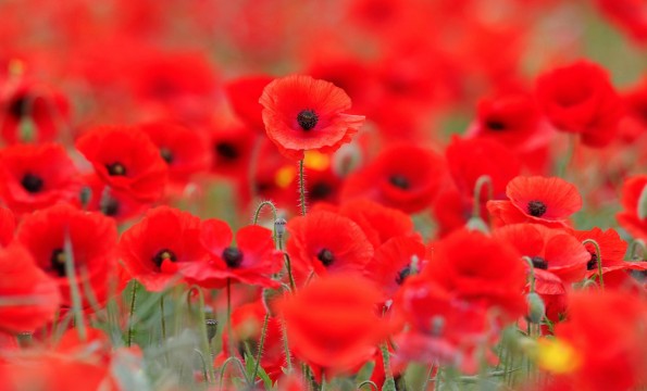 The candlelit remembrance evening will take place at St Mary's Church, Norton Green, Norton, near Stockton